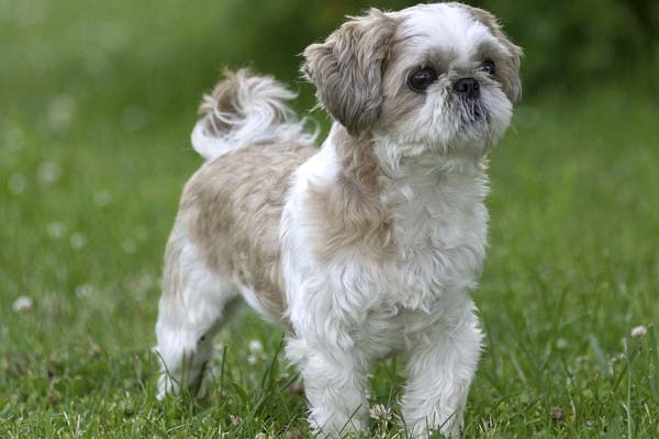 Can Shih Tzu Eat Apples