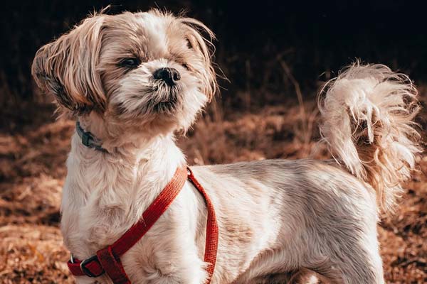 How Much to Feed a Shih Tzu