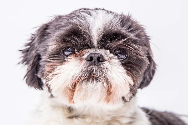 Why Does My Shih Tzu Howl? Reasons and Solutions