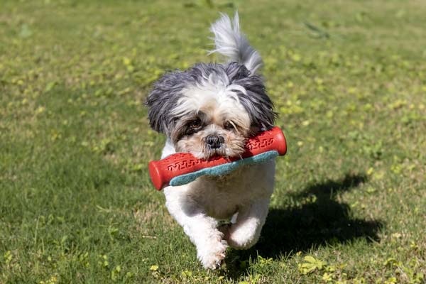 Are Shih Tzus Easy to Train