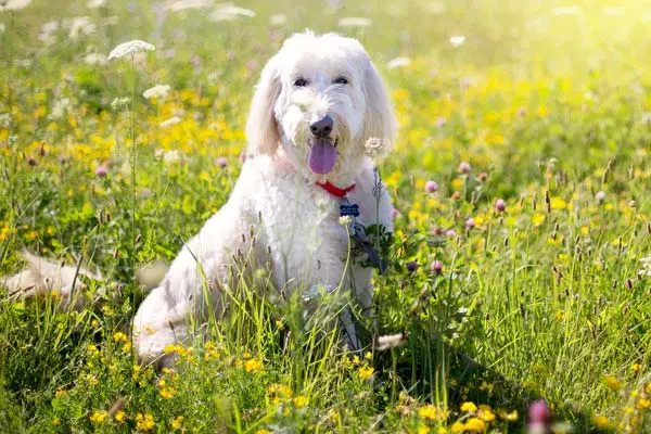 Why Do Poodles Lick So Much