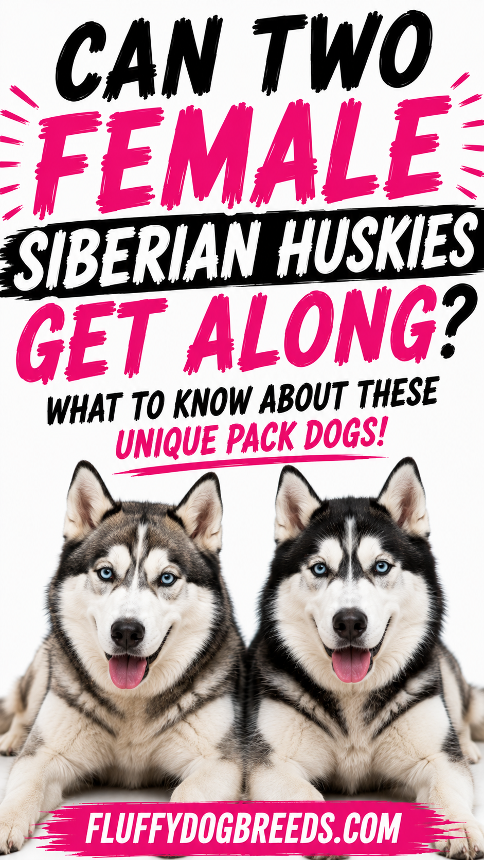 Can Two Female Siberian Huskies Get Along